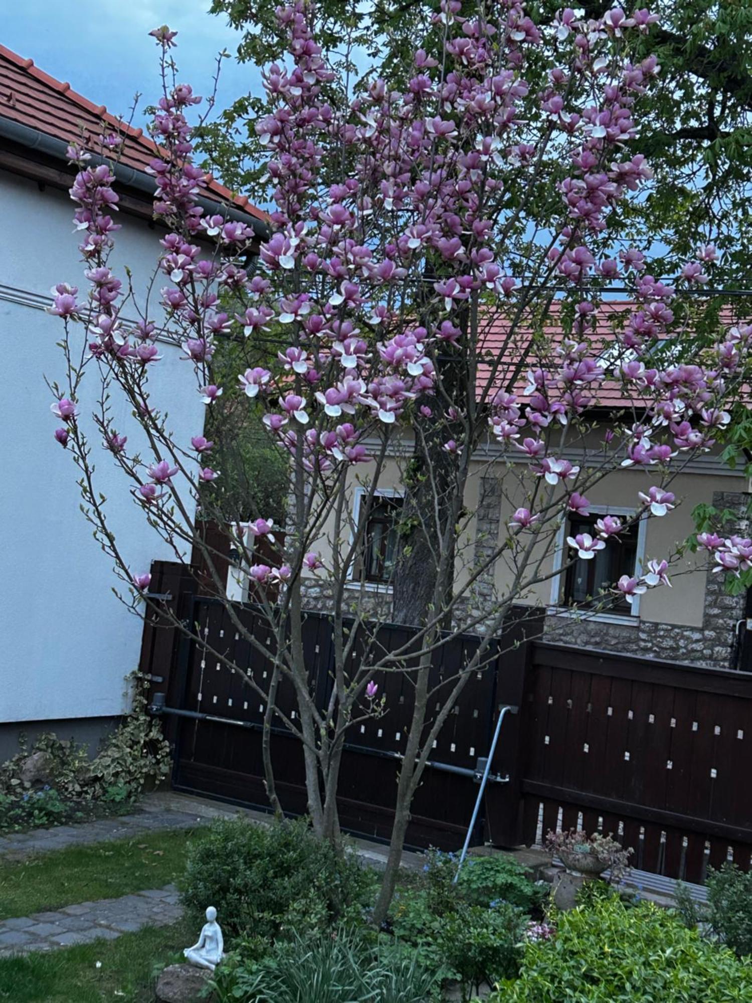 Appartement Magnolia Garden à Miskolc Extérieur photo